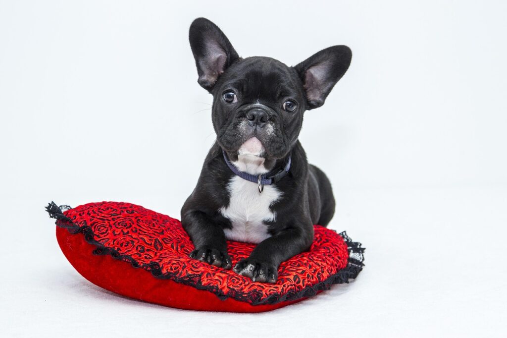 bulldog, dog, puppy, pet, black dog, animal, nature, young dog, domestic dog, canine, mammal, cute, adorable, portrait