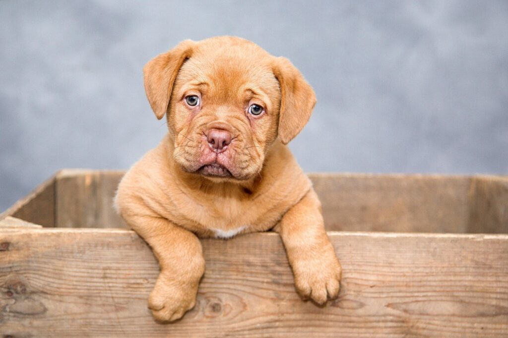 9 Expensive Pet Care Mistakes That Could Be Harming Your Dog: A Lifehacker’s Guide to Smarter Pet Ownership