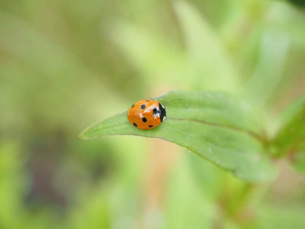 ladybug, coccinellidae, beetle, nature, elytron, seven-point ladybug, seven point, coccinella septempunctata, crawl, crawling animal, spring