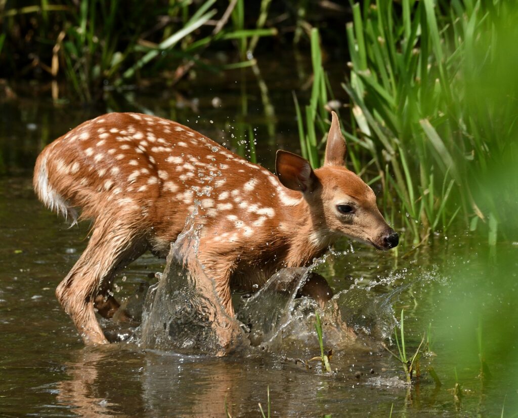 a baby deer is walking through the water
