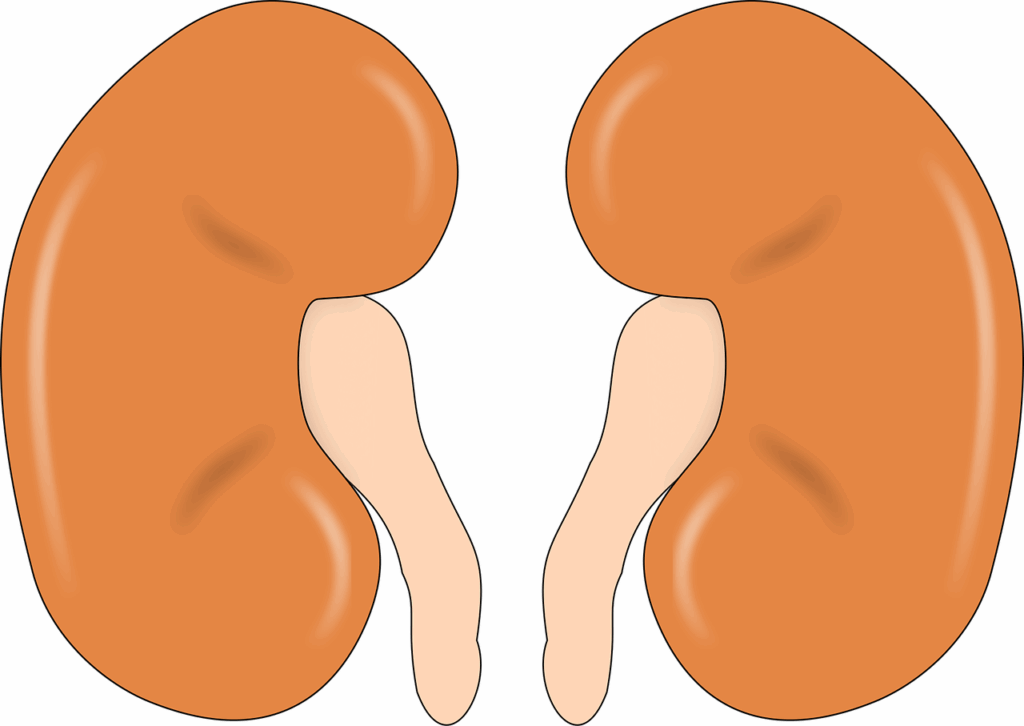 kidney, anatomy, human, man, organ, orange human, kidney, kidney, kidney, kidney, kidney