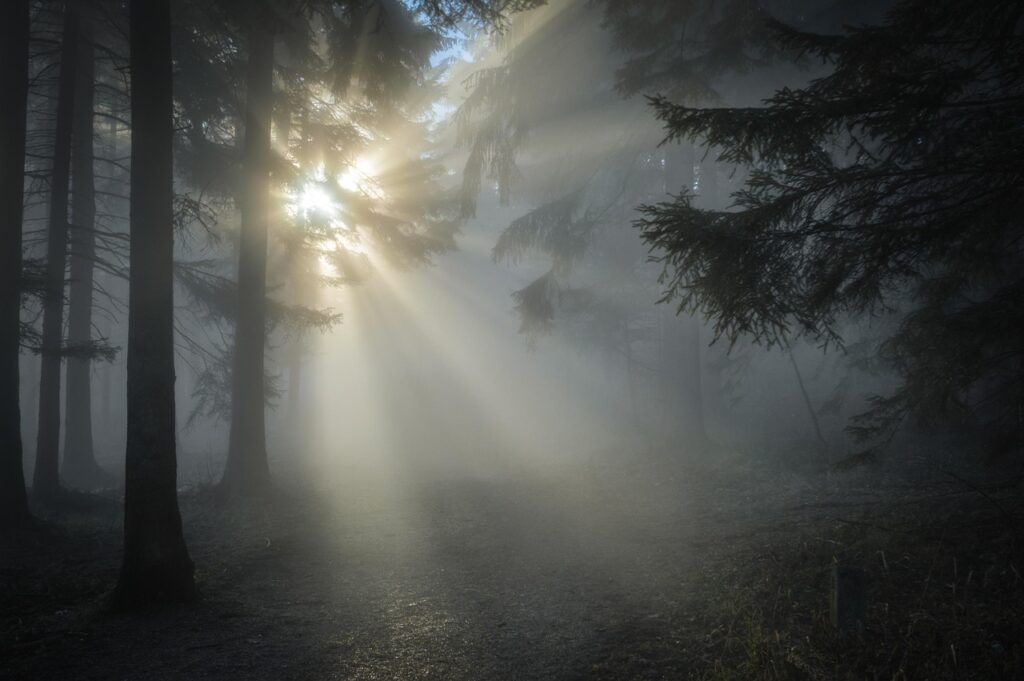 sunbeams, forest, fog, trees, woods, woodlands, sunrays, sunlight, morning, morning fog, morning mist, misty, haze, foggy, sun, backlighting, nature, landscape, forest, forest, forest, forest, forest, fog, fog, morning, morning, morning, sun