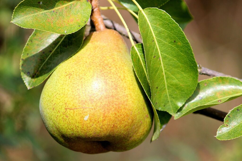 pear, leaves, nature, fruit, yummy, branch, pear tree