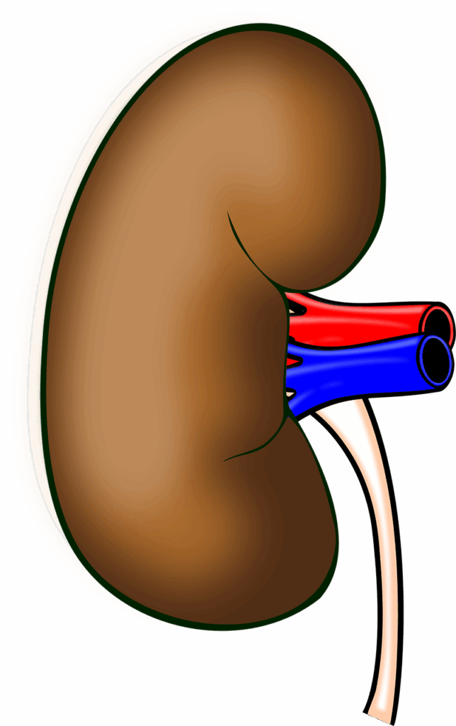 anatomy, kidney, organ, human body, biology, human, kidney, kidney, kidney, kidney, kidney