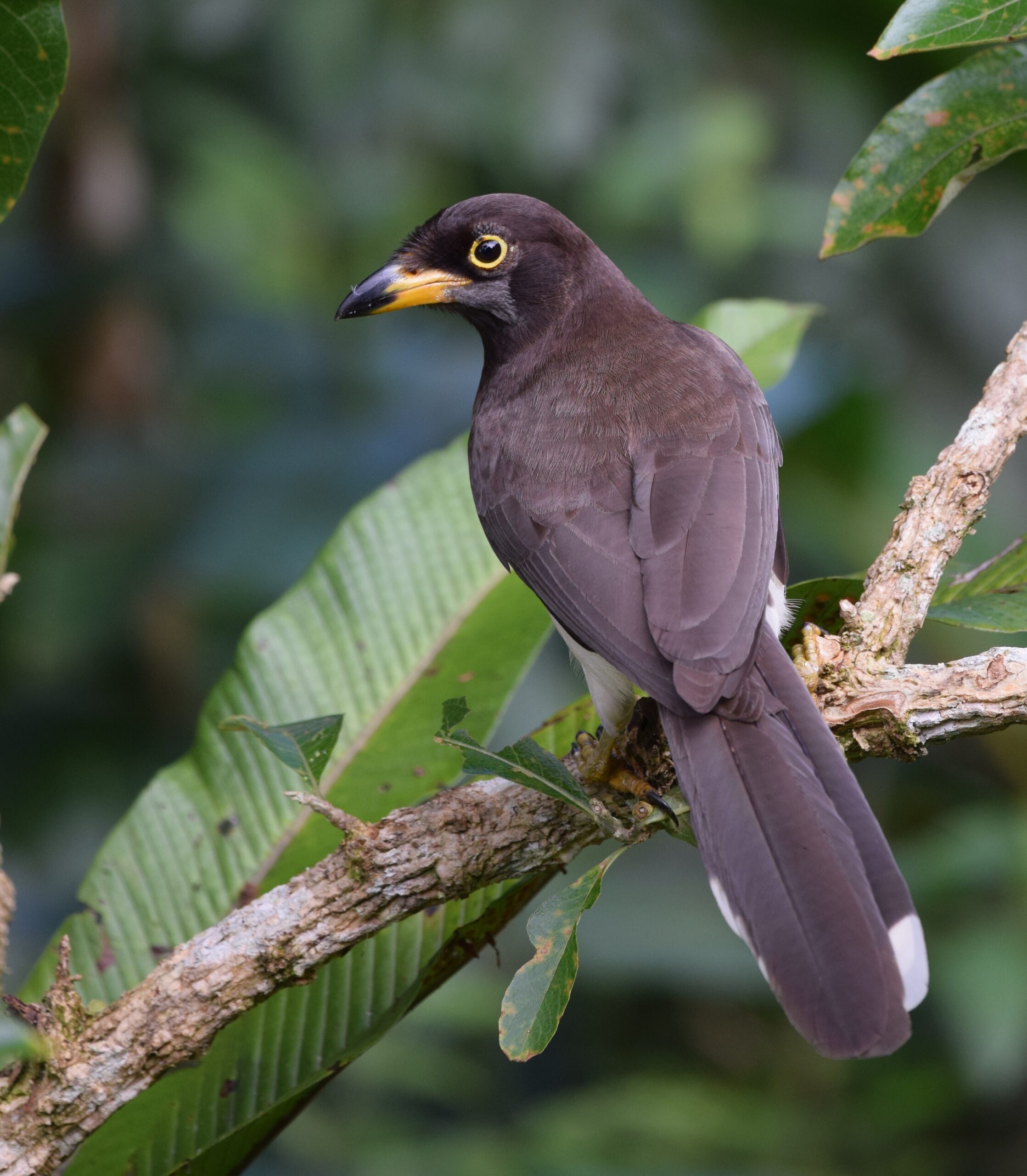 Brown Jay