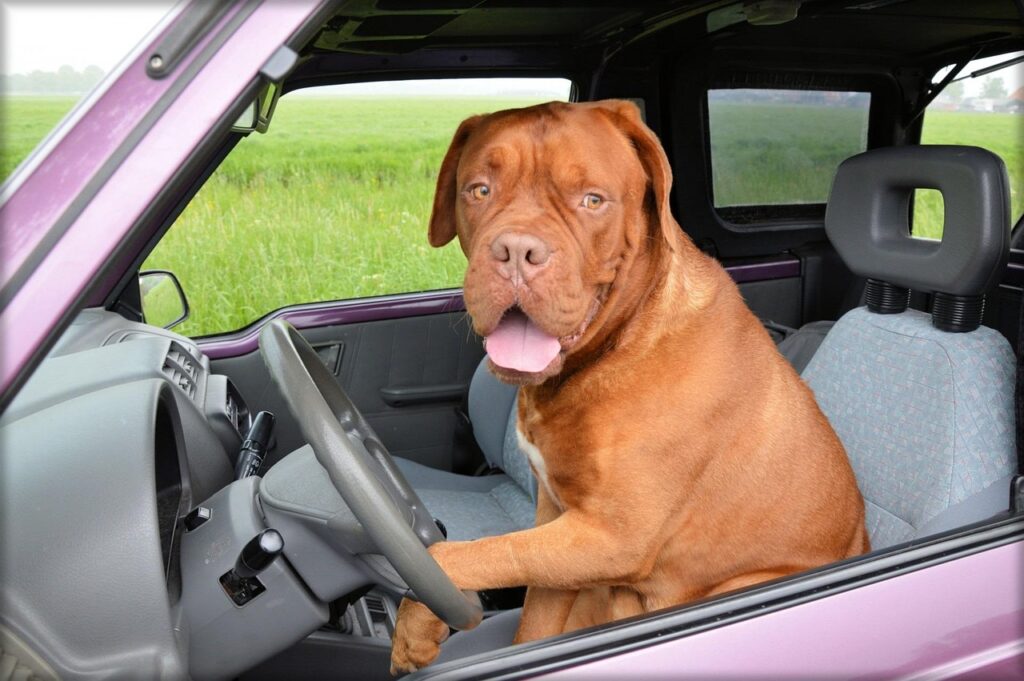 dog, car wallpapers, dogue de bordeaux, pet, animal, car, driving, steering