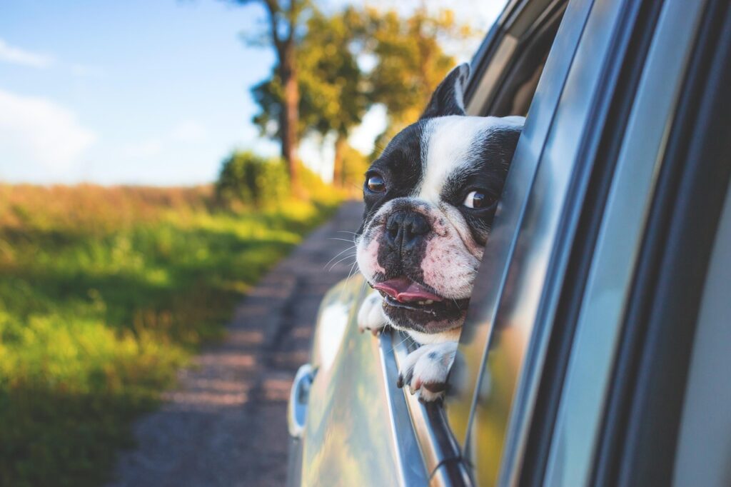 dog, pet, car wallpapers, car window, drive, road trip, animal, nature, bulldog, canine, car, window, portrait, mammal, dog portrait
