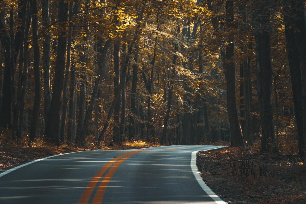 asphalt, forest, road, trees, woods, woodlands, street, nature, highway, landscape, lane, outdoors, travel