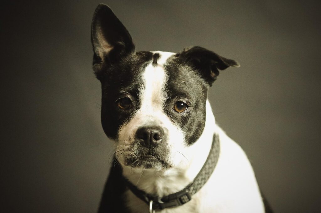 dog, pet, collar, dog collar, domestic, nature, domestic dog, black and white dog, canine, portrait, dog portrait, mammal, animal, purebred