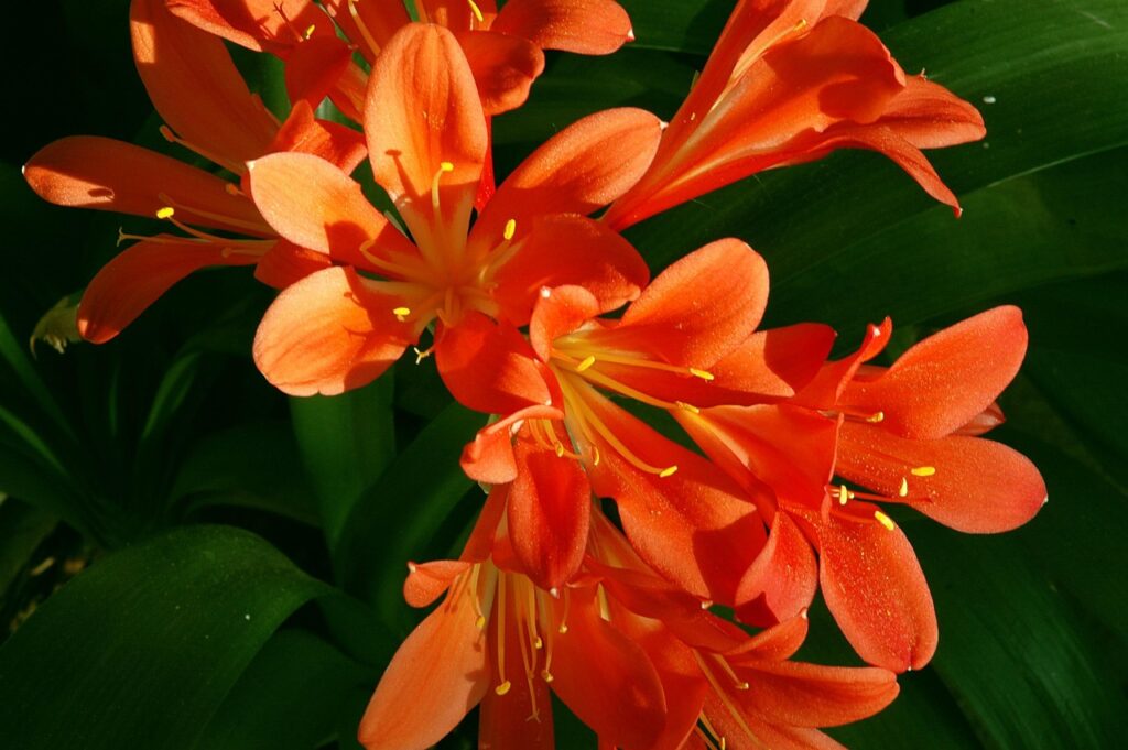 clivia miniata, plant, red, blossom, bloom, nature, close up, orange, contrast, bright red