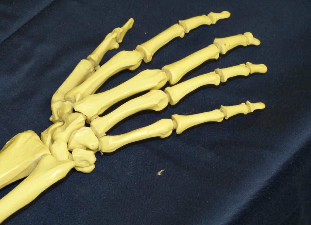 hand, bone, skeleton, joint, finger, joints, bone structure, anatomy, medicine, bone, bone, bone, bone, bone, skeleton, skeleton, joint, joints, joints, bone structure