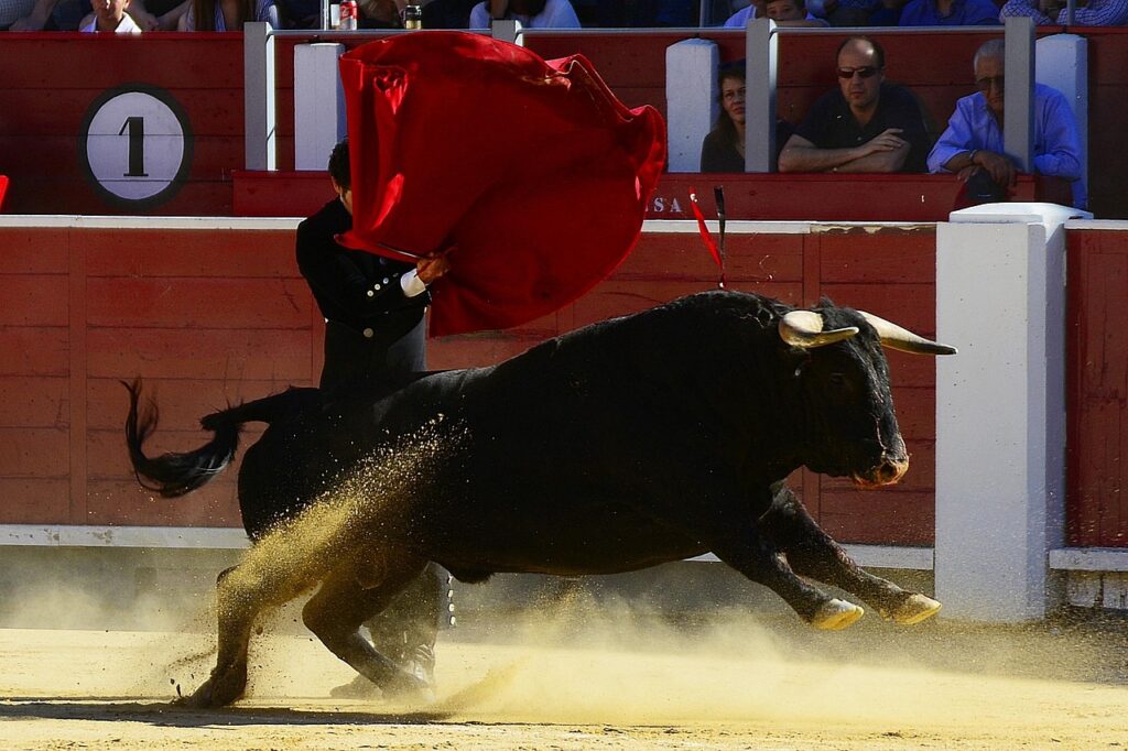bulls, torero, spain, albacete, matador, plaza toros, risk, dangerous, sand, mockery, alley, wild party, matador, matador, matador, matador, matador