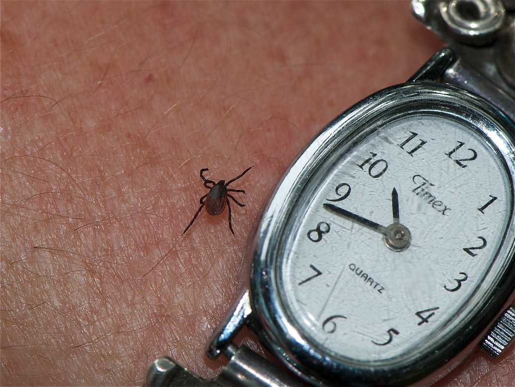 Beyond the Rash: Unveiling Critical Lyme Disease Warning Signs, Including Early Joint Pain, You Can’t Afford to Miss