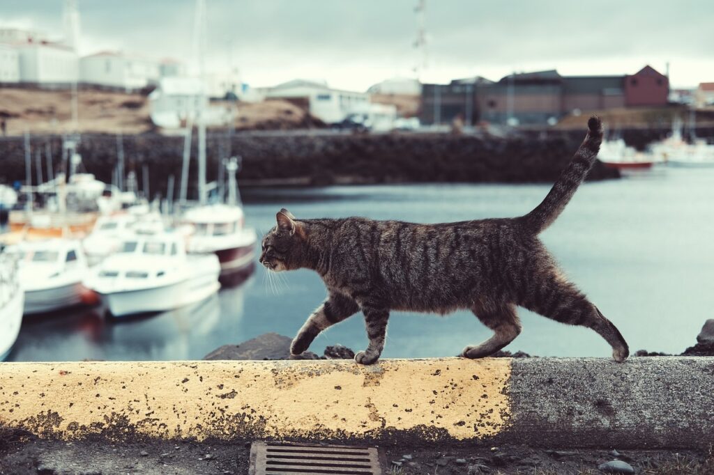 cat, pet, animal, outside, sea, water, nature, coast, boat, yacht, transportation, travel