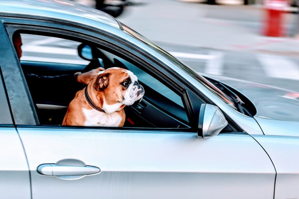 pug, dog, pet, nature, animal, car, car wallpapers, vehicle, travel, road, blue car, blue road, blue pets