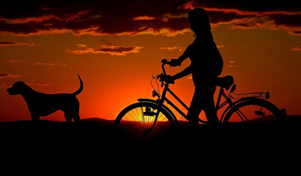 Beyond the Leash: 12 Essential Lifehacker Tips for a Stress-Free Pet Travel Experience Beyond the Leash: 12 Essential Lifehacker Tips for a Stress-Free Pet Travel Experience