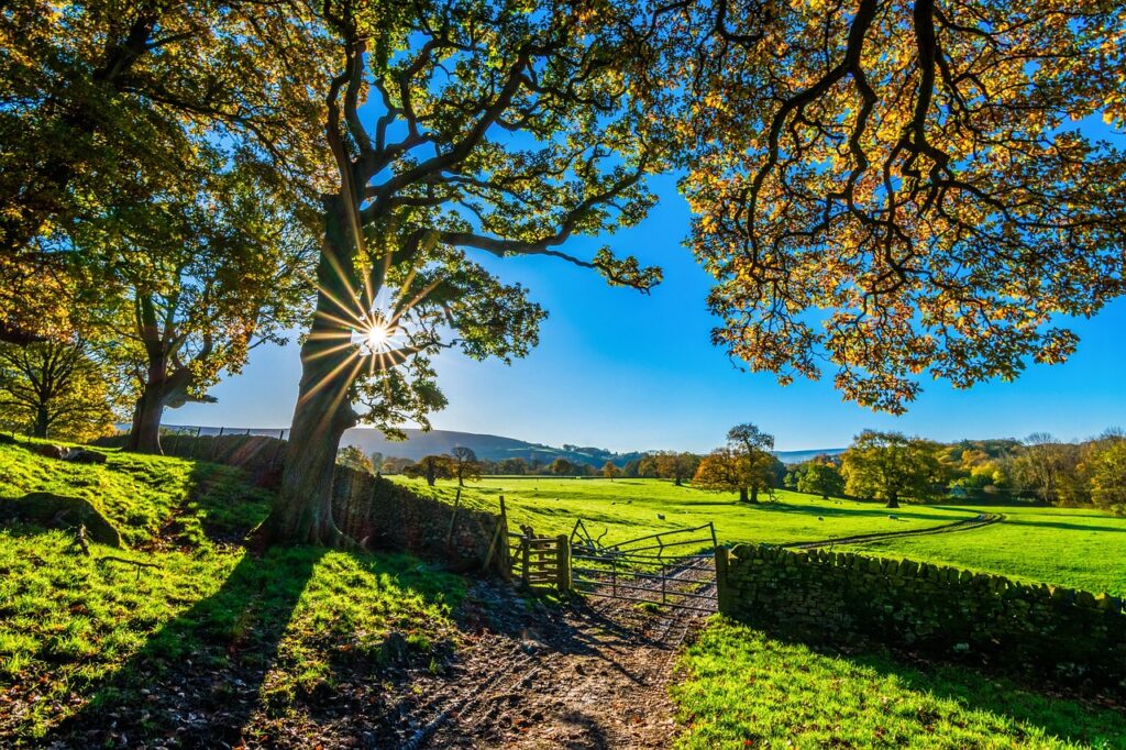 trees, farm, fence, farmland, stone fence, pastures, sunlight, nature, grass, grasslands, fields, meadows, yorkshire, autumn, sunshine, morning, landscape, farm gate, farm track, light, agriculture, stone wall, rustic