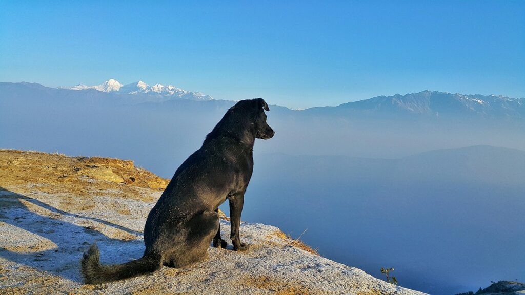 landscape, dog, outdoor, pet, travel, nature, sky, canine, winter, animal, blue travel, blue pets