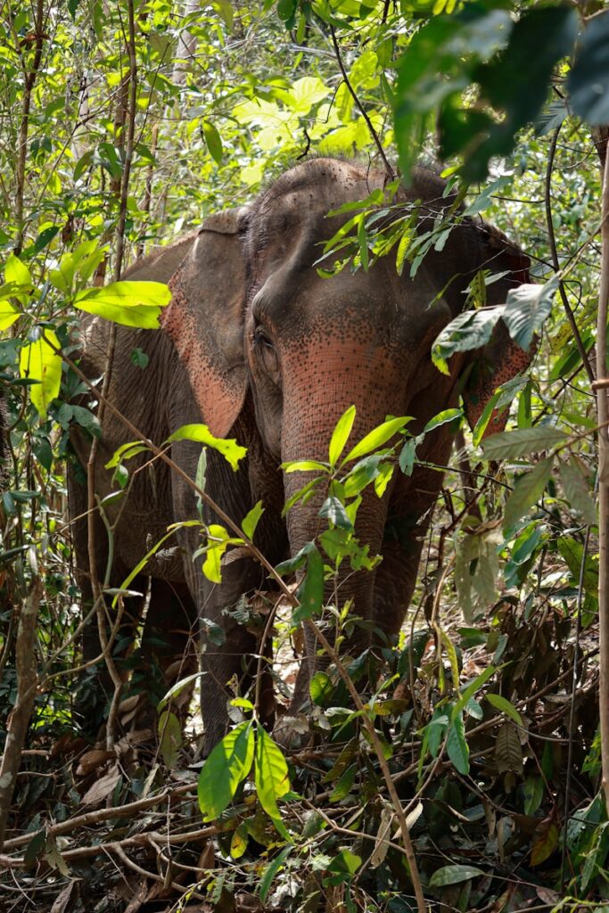 An elephant standing in the middle of a forest