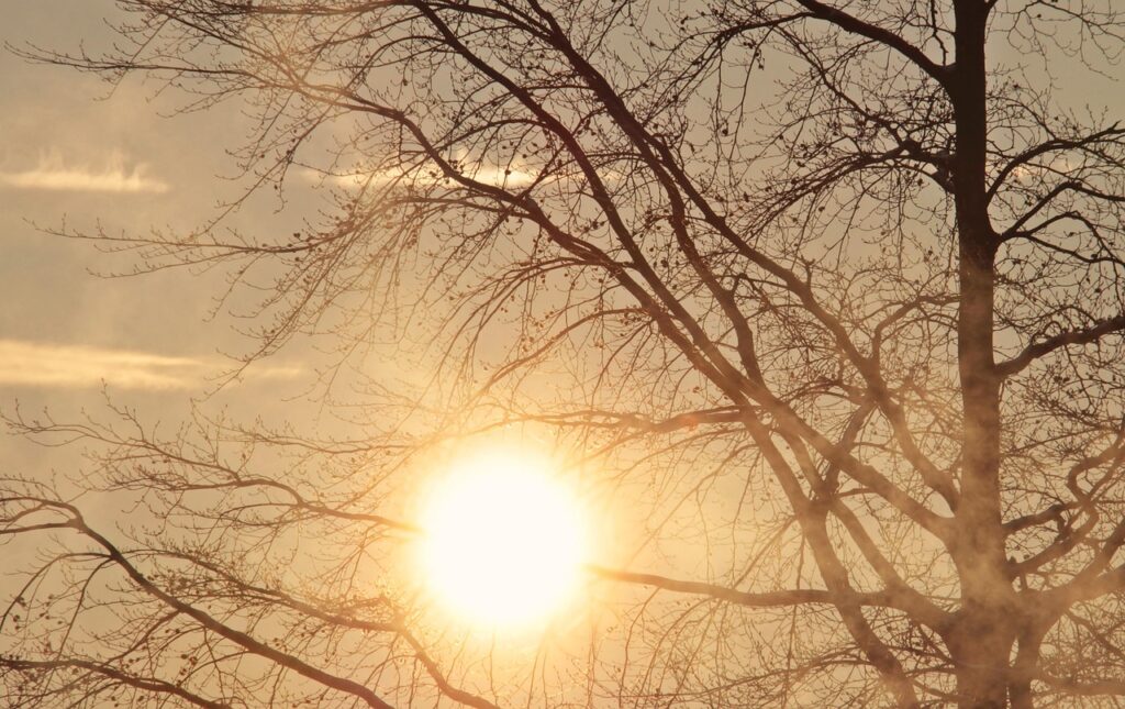 tree, dawn, morning sun, sunrise, early fog, morning mist, sun, weather, weather mood, the atmosphere, mood, peaceful mood, nature, peaceful, moment, quiet, morning mood, bare tree, morning sun, sun, sun, sun, sun, sun, weather, weather, peaceful