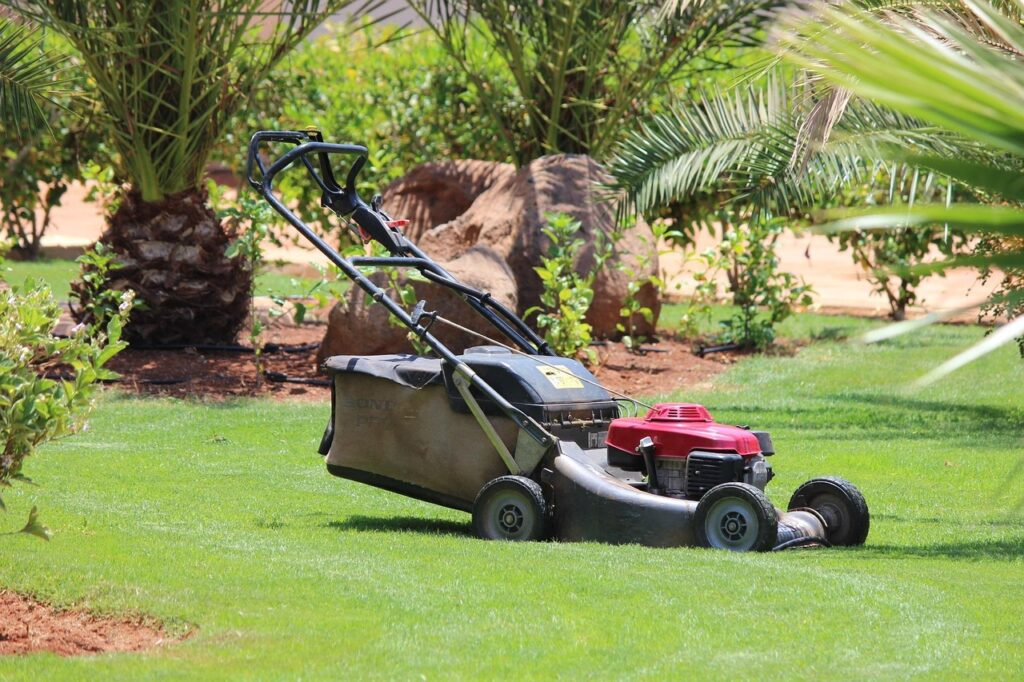 mower, lawn, grass, nature, palm trees, cape verde