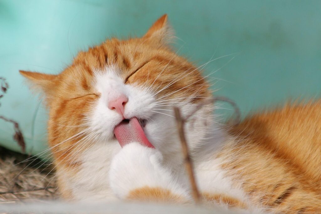 cat, pet, licking, animal, nature, tabby cat, domestic cat, feline, mammal, cute, adorable, portrait