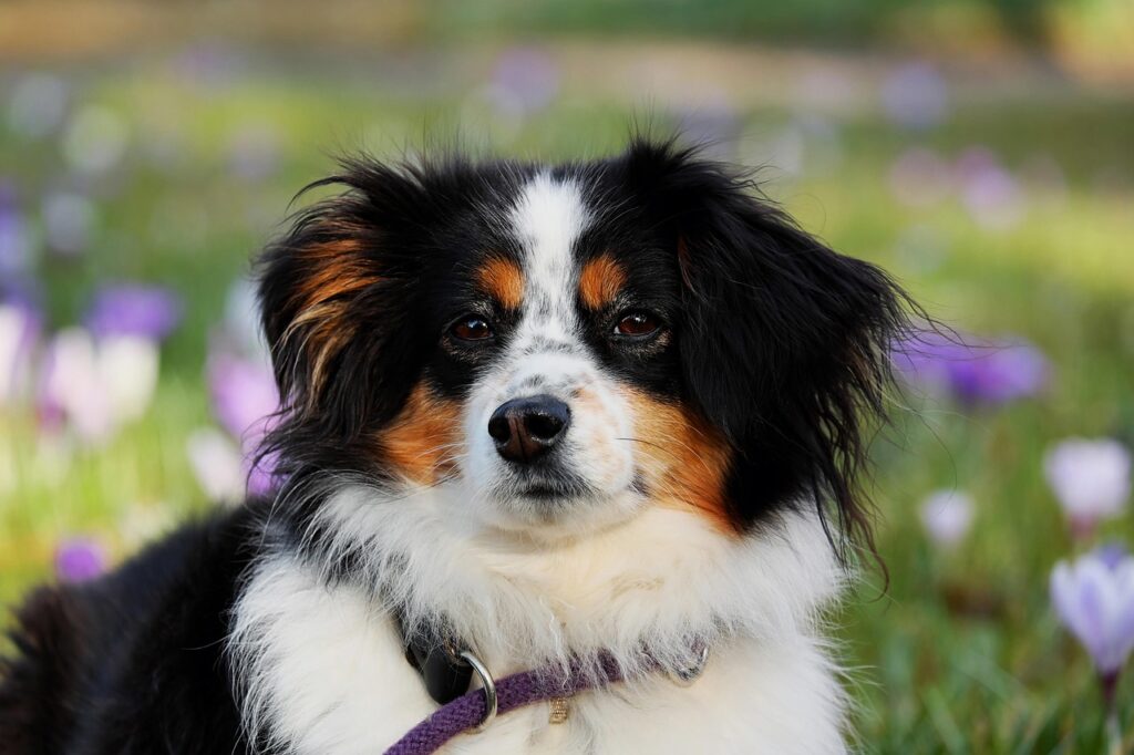 australian shepherd, dog, animal, herding dog, good-natured, protective, nature, female dog, purebred dog, animal portrait, dog head, eyes, pet, dog look, snout, domestic animal, creature