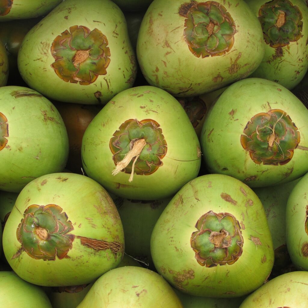 coconuts, fruit, coco, green, seed, drupe, tropical, exotic, shiggaon, india, coco, coco, coco, coco, coco