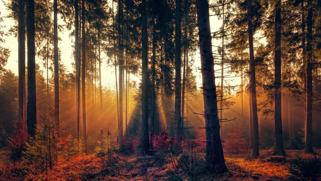 forest, fog, sunlight, sunbeam, bright, autumn, trees, nature, mood, landscape, morgenstimmung, autumn morning, shadow, light, nature wallpaper, brown nature, brown forest, brown landscape, brown tree, brown light, brown wallpaper, brown natural, brown morning, brown lights, forest, forest, forest, forest, forest, autumn, autumn, autumn