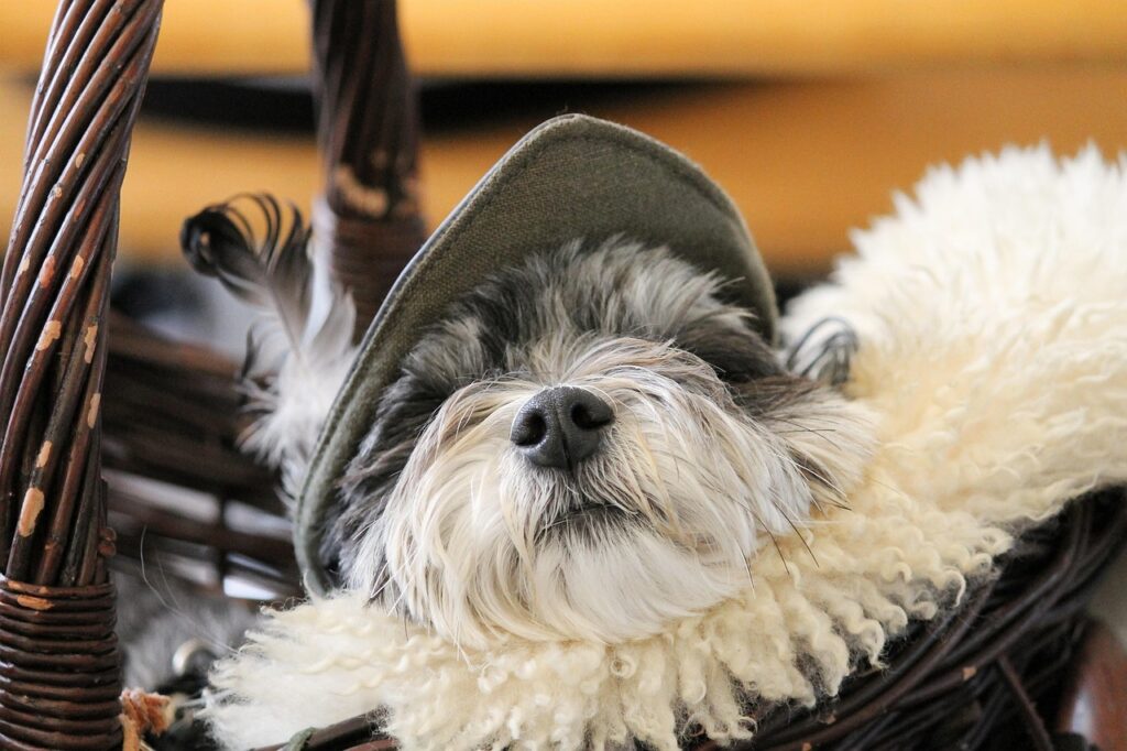 dog, dog snout, fur, basket, animal, sleep, medieval, cap, pet, feather, mascot, nose, close up, head, animal portrait, cute, dear, domestic animal, snout, sleepy, fun, dog's nose, fur nose