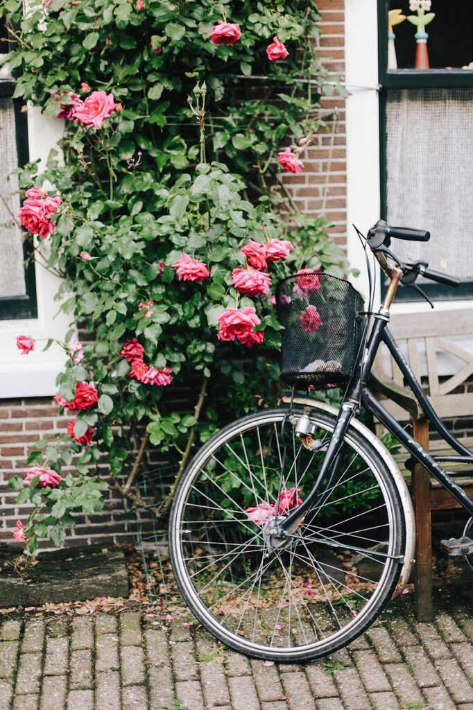 amsterdam, beautiful flowers, bike, holland, flowers, roses, flower wallpaper, street, nature, bloom, bicycle, flower background, phone wallpaper, aesthetic wallpaper