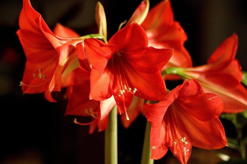 flower, petals, blossom, flower wallpaper, bloom, early, nature, red amaryllis, flower background, beautiful flowers, houseplant, stamens, amaryllis