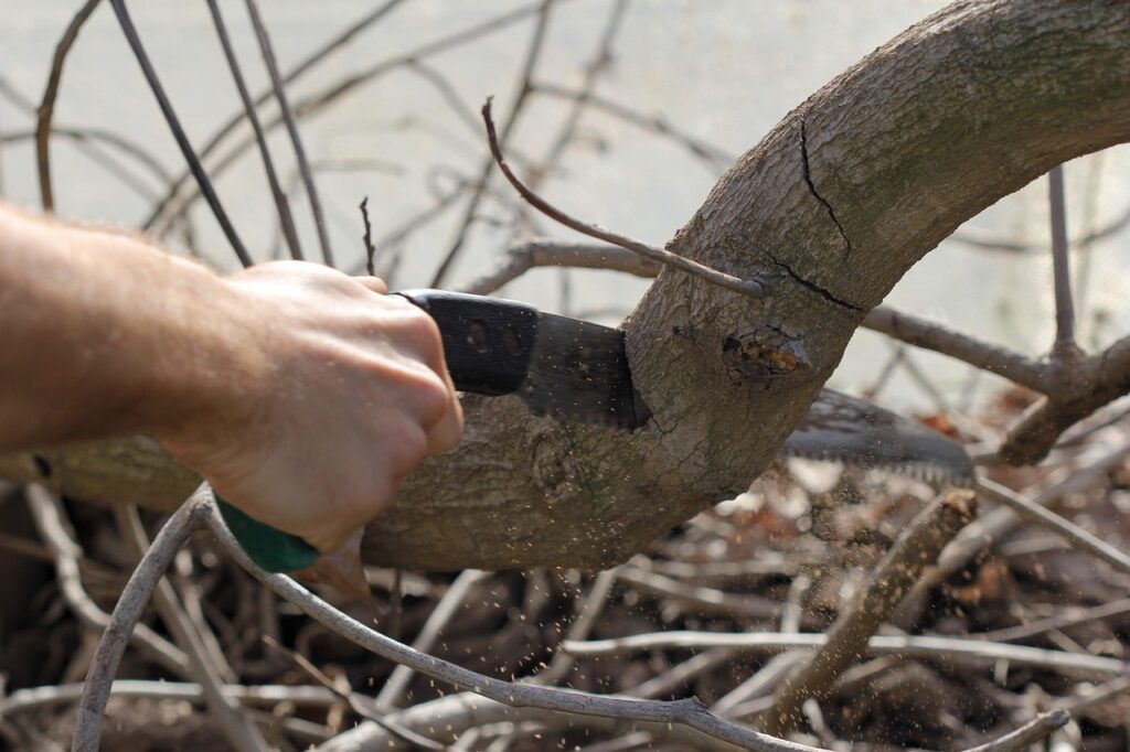 sierra, saw, tool, cutting, pruning, branch, trunk, hand, arm, gardening, pruning, pruning, pruning, pruning, pruning