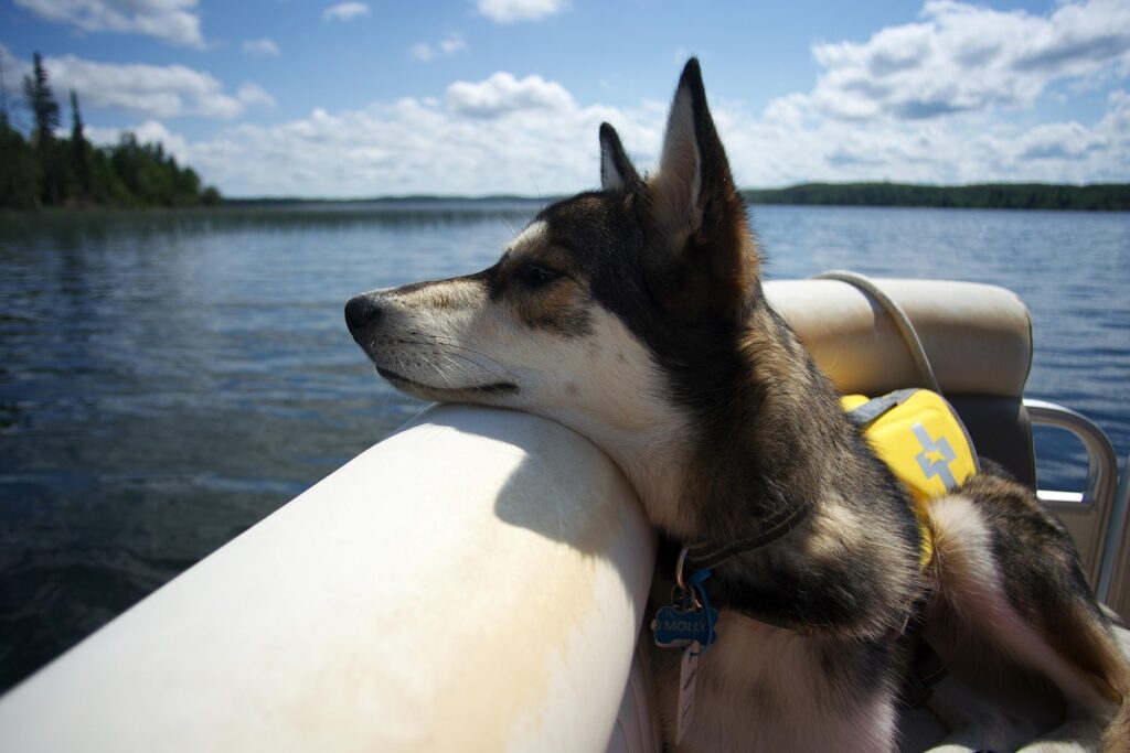 dog, animal, boat, lake, nature, summer, lifejacket, pontoon, alberta, canada, outdoor, pet, water, travel, blue pets