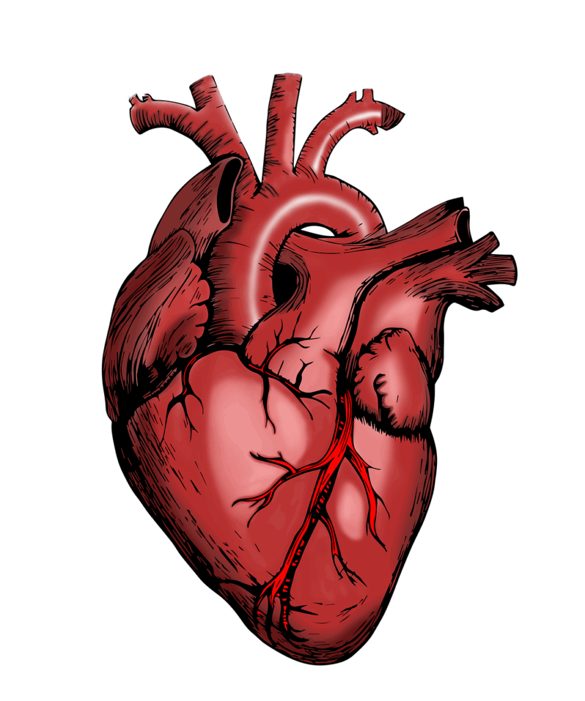 Understanding Your Heartbeat: Normal Heart Rate Ranges Across All Ages for Optimal Health