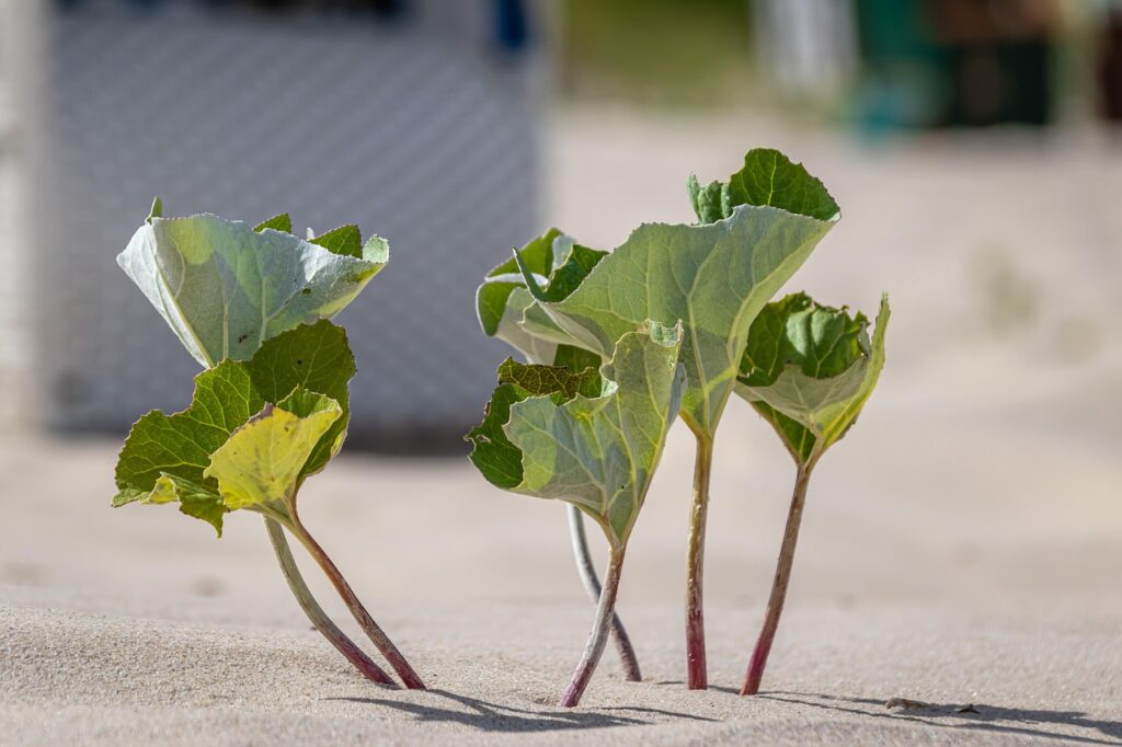 plant, leaves, sand, growth, strong, resilient, robust, beach, green, nature, summer, to survive, sunshine, group, resilient, resilient, resilient, resilient, resilient