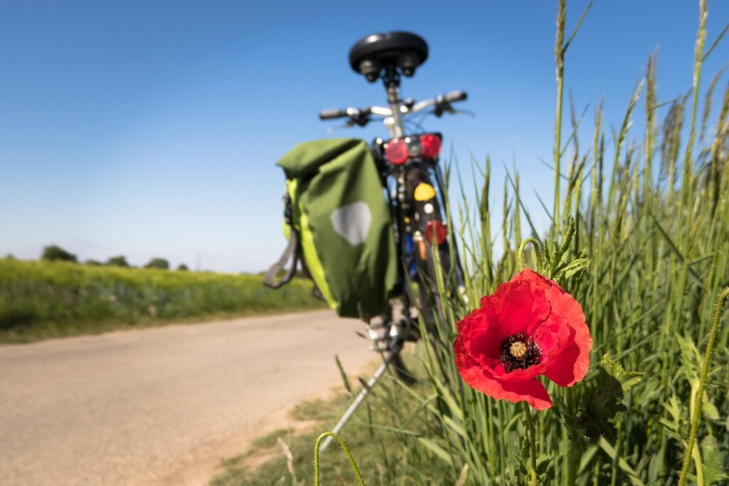 to go biking, poppy, leisure time, bicycle, bike path, flower strips, bicycle path, dike, sports, move, activity, fitness, cycling tour, recreational sports, recreation, active, gents cycles, biker, lifestyle, cyclist, health, outdoor, bicycle, bicycle, fitness, health, health, health, health, health