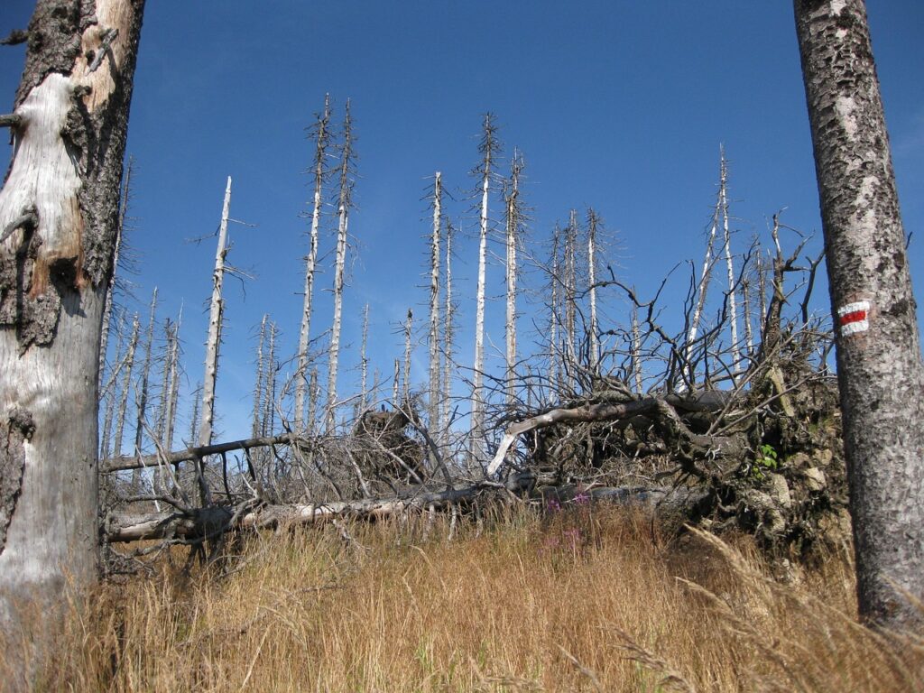 tree die, deadwood, dead, acid rain, nature, forest, woody