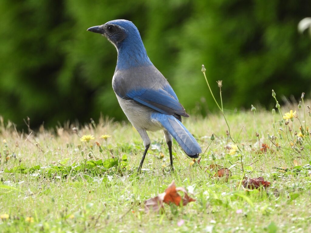 scrub jay, bird, animal, woodhouse's scrub jay, avian, wildlife, fauna, wilderness, nature, scrub jay, scrub jay, scrub jay, scrub jay, scrub jay