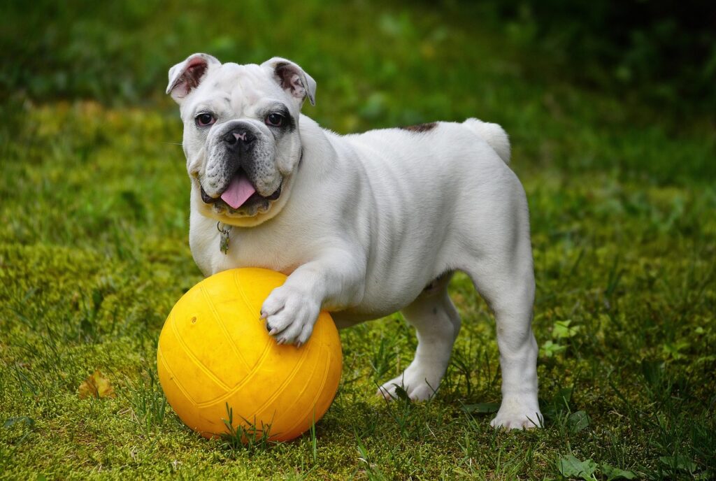 english bulldog, bulldog, ball, dog, pet, white dog, canine, domestic, domestic dog, nature, portrait, dog portrait, mammal, animal