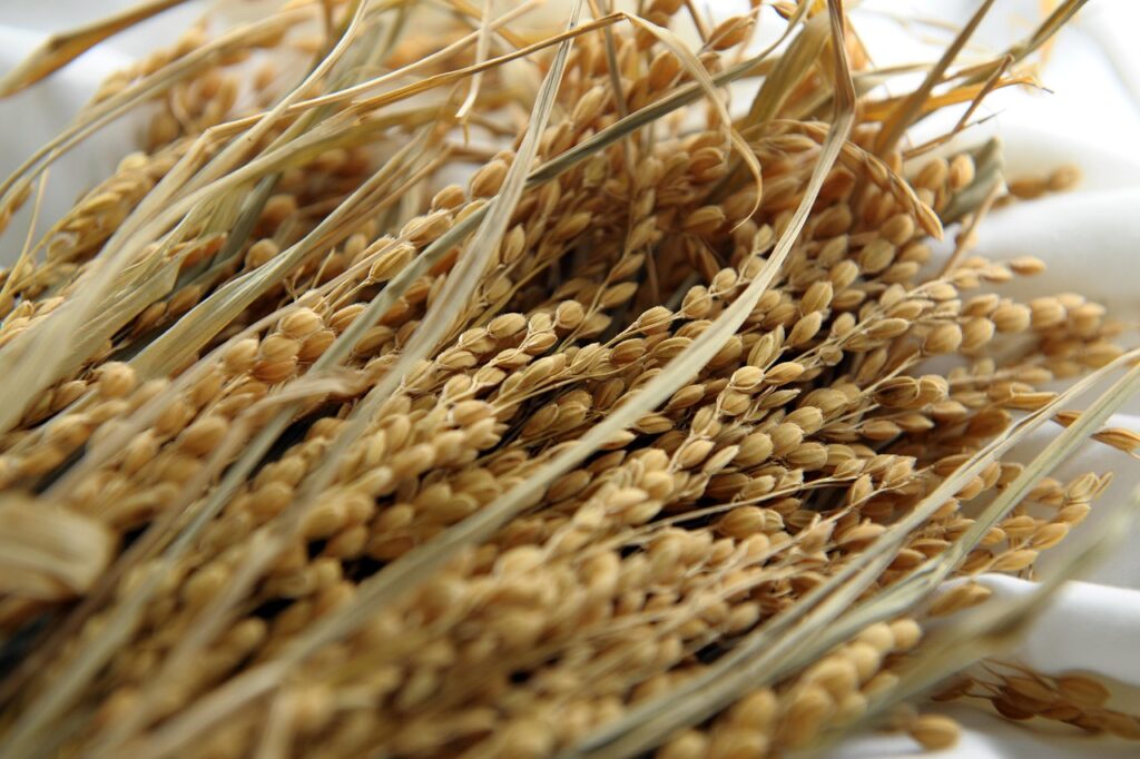 paddy, ear of rice, cereal, cereals, paddy, paddy, paddy, paddy, paddy
