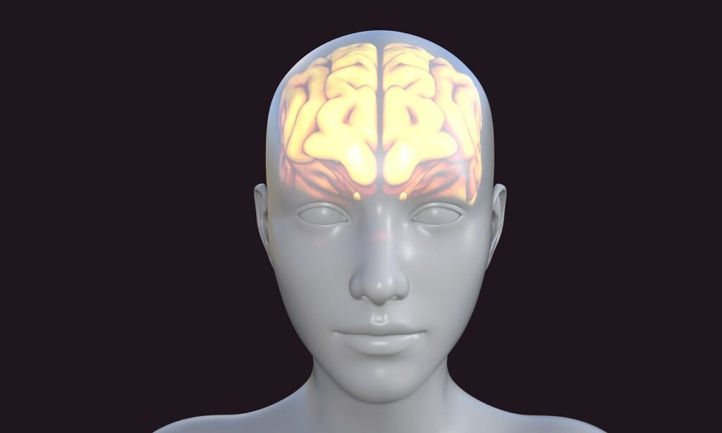 human, brain, avatar, biology, thoughts, knowledge, person, head, think, thinking, human brain, mind, brain, brain, brain, brain, human brain, human brain, human brain, human brain, human brain