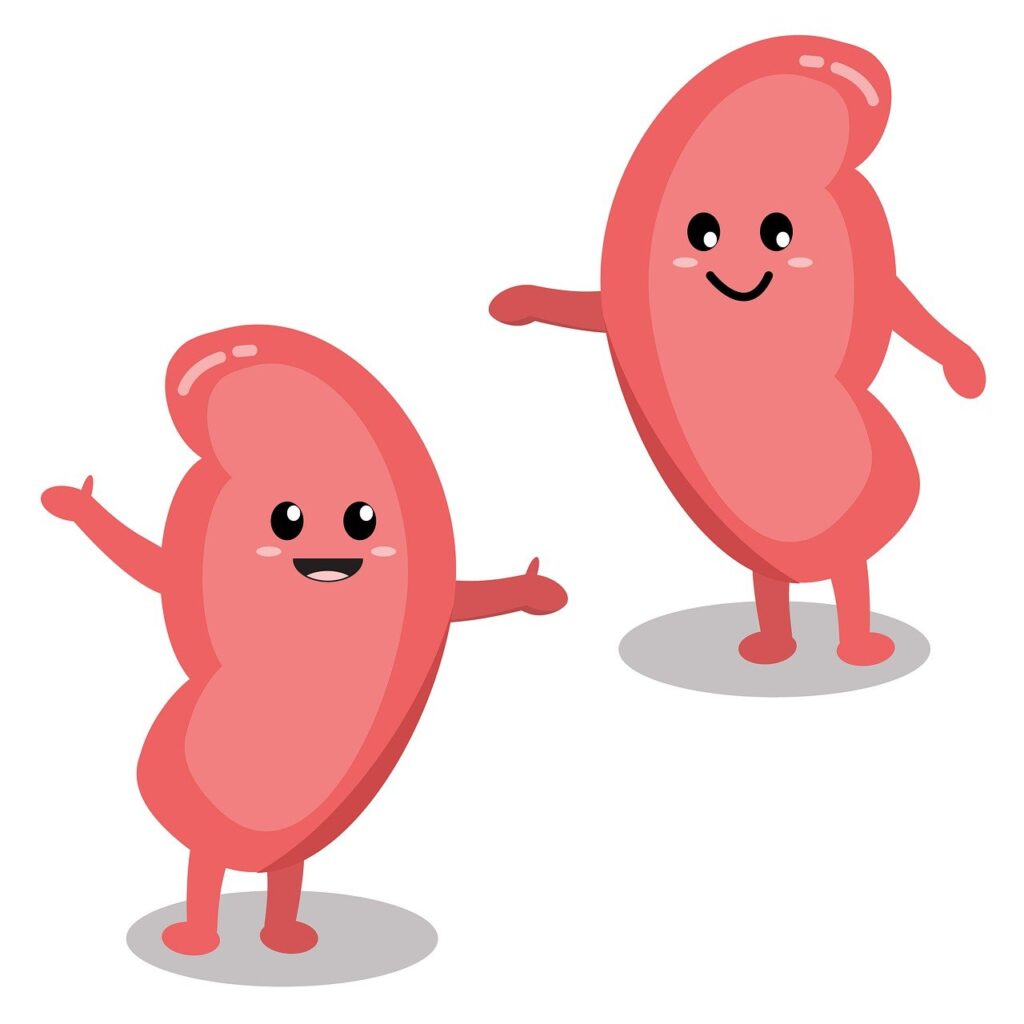 kidney, health, smile, cartoon, medical, kawaii, kidney health, national kidney month, fitness, kidney disease, kidney, kidney, kidney, kidney, kidney