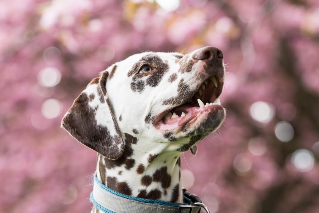 dalmatian, dog, pet, head, snout, animal, domestic dog, canine, mammal, cute, nature, closeup, portrait