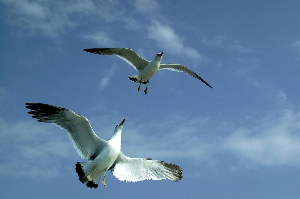 seagull, ocean, sky, cloud, blue, nature, vision, increase, goal, challenge, blue sky, new year, hope, bird, higher, chase