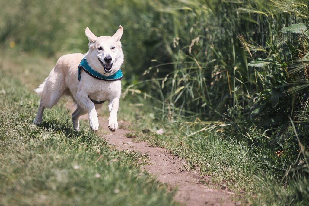 dog, run, fun, pet, animal, domestic animal, to play, running, nature, to hunt, great, enjoyment of life, fur, fast continuously, dog run, sprint, rude, mixed breed dog