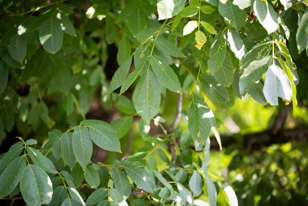 tree, leaves, nature, branches, foliage, photosynthesis, photosynthesis, photosynthesis, photosynthesis, photosynthesis, photosynthesis