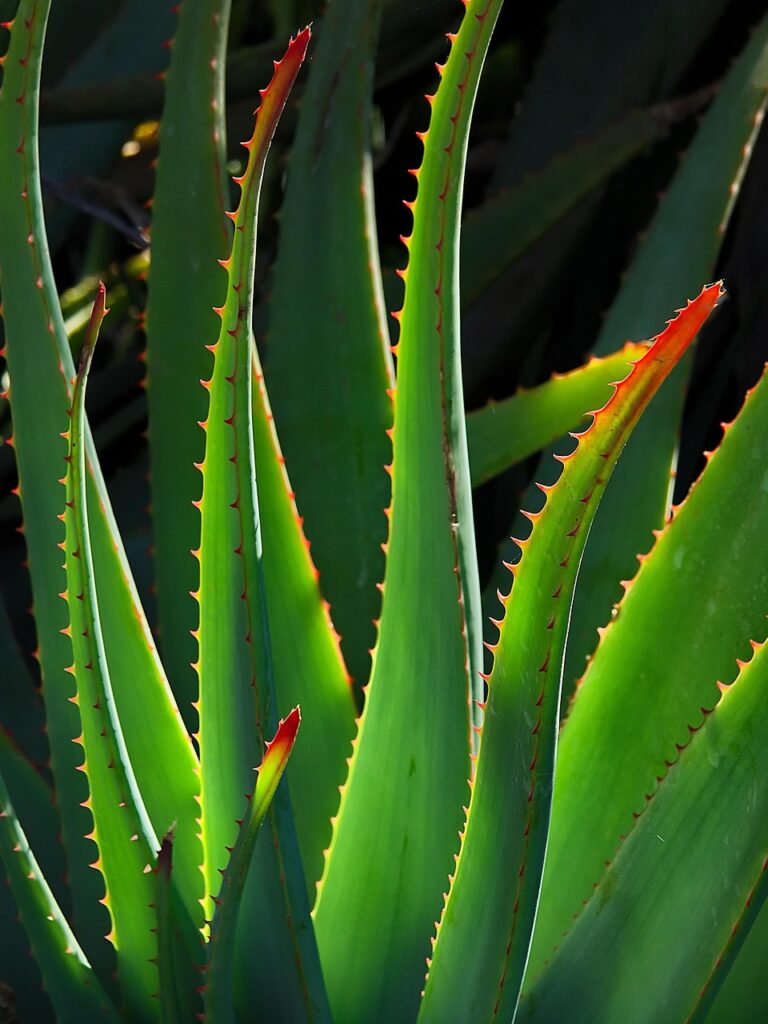 plant, aloe vera, succulent, stalk, botany, nature, growth