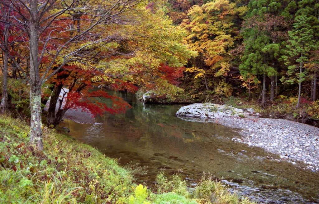 miyama, watershed, fall, stream, creek, water, clear water, trees, forest, nature, woods, autumn, watershed, watershed, watershed, watershed, watershed