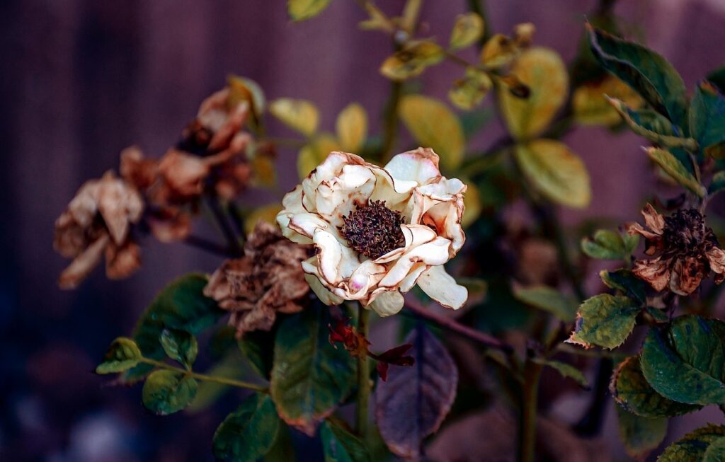 dry roses, flowers withered, wilted, dry flowers, dry leaves, herbarium, beauty of fall, autumn, nature, closeup, dried rose, deformed, garden, withered petals, former beauty, urban flower, faded, just autumn, ruffle, end of cycle, faded flower, simply autumn, tiresome, last breath, wither